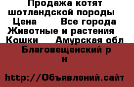 Продажа котят шотландской породы › Цена ­ - - Все города Животные и растения » Кошки   . Амурская обл.,Благовещенский р-н